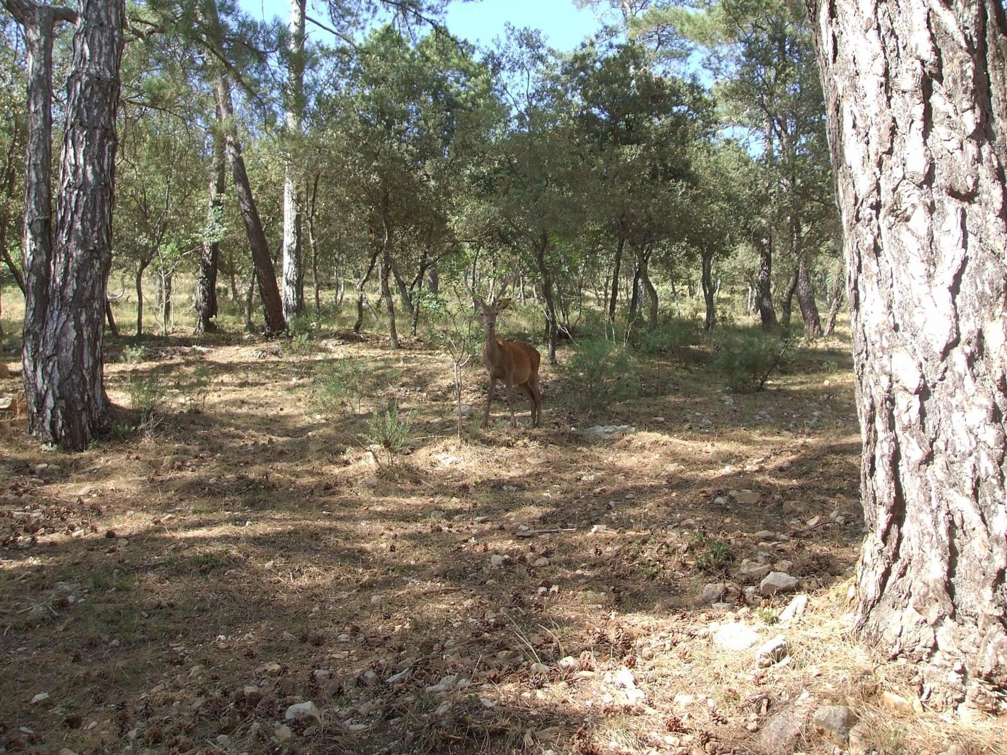 Alojamientos Pena Del Rey Cazorla Bagian luar foto